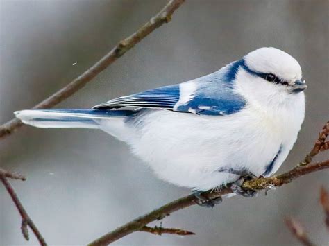 sikorka lazurowa|Azure Tit